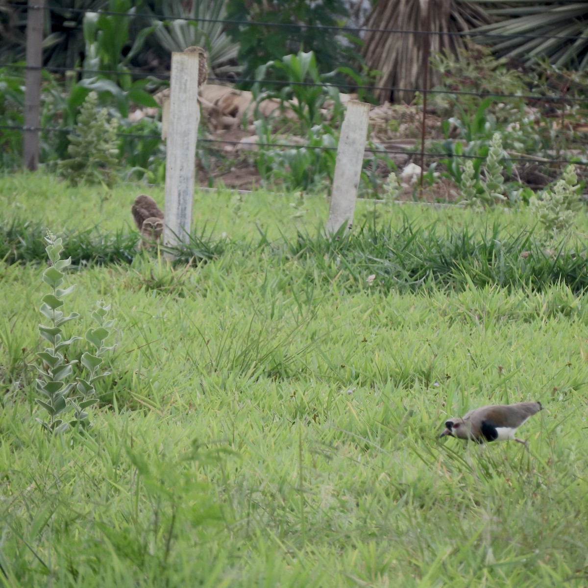 Burrowing Owl - ML647095538