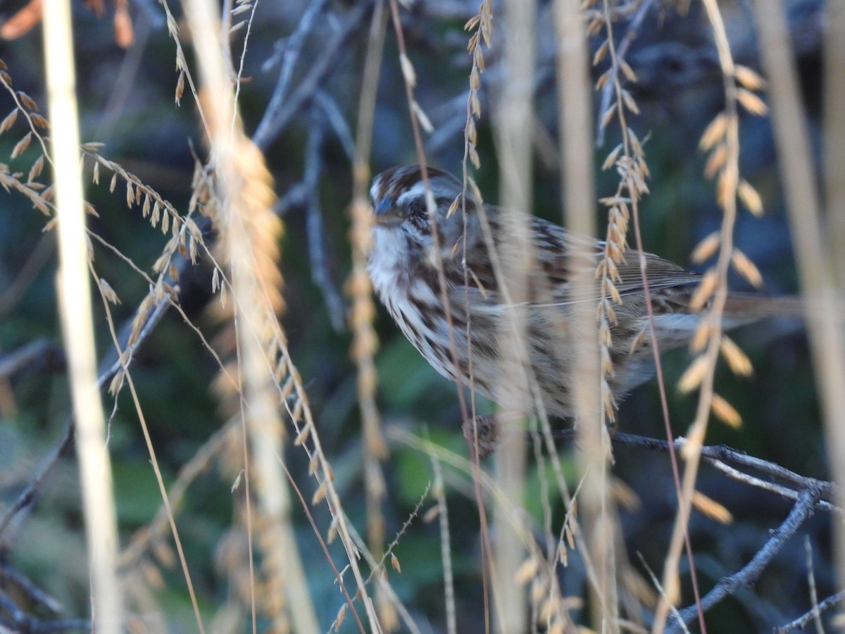 Song Sparrow - ML647095539