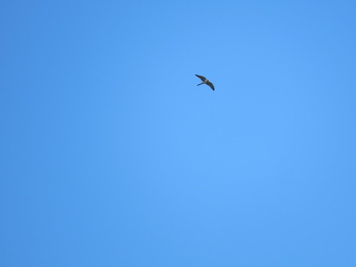 Nankeen Kestrel - ML647095544