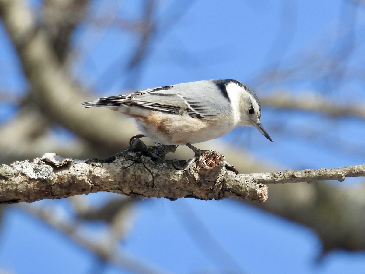 White-breasted Nuthatch - ML647095547