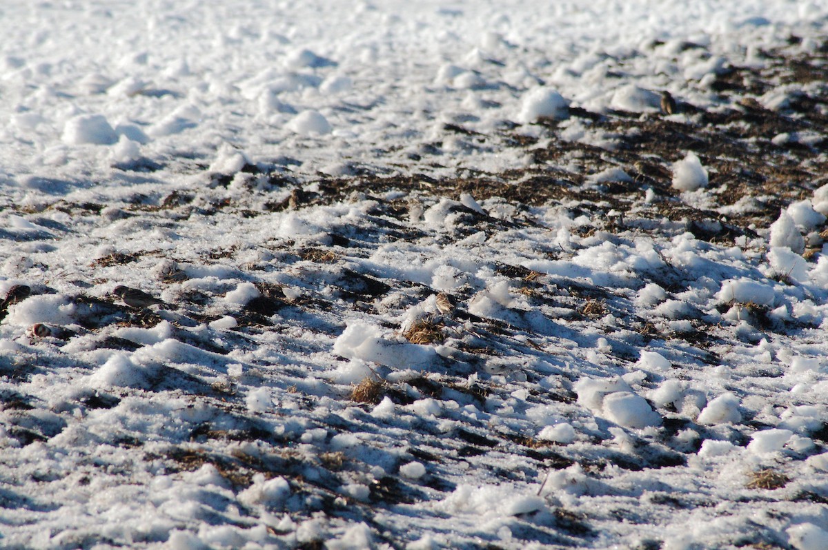 מין לא מוכר - ML647095554