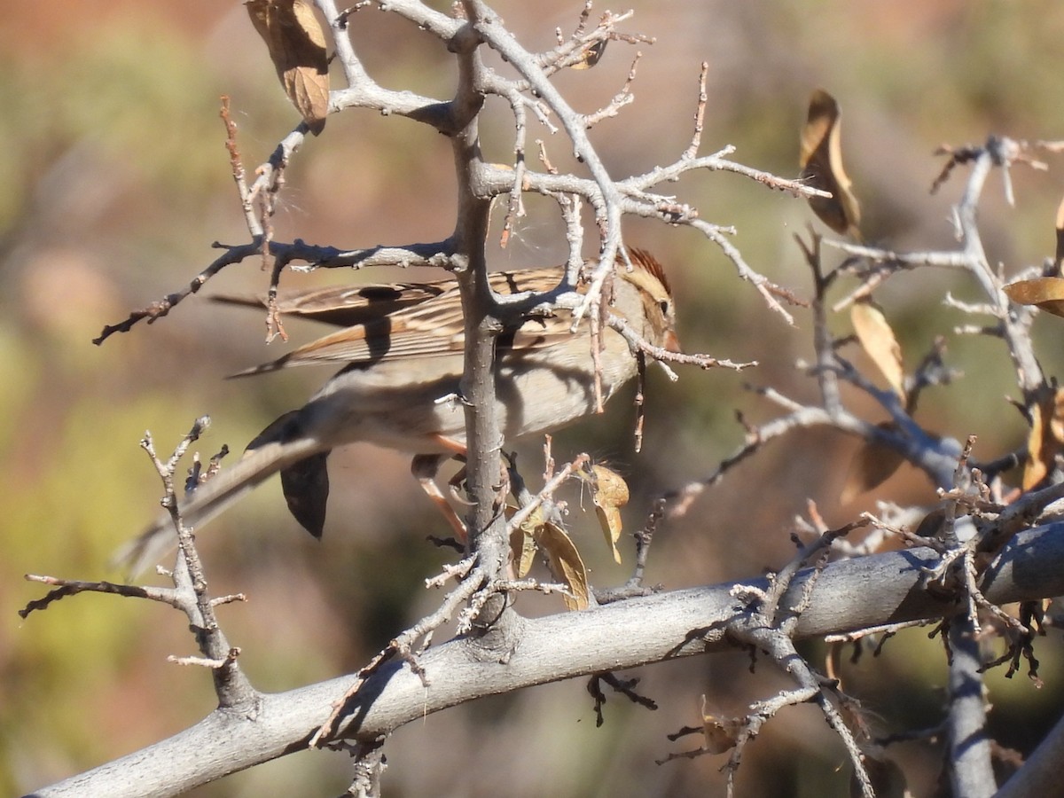 Chipping Sparrow - ML647095564