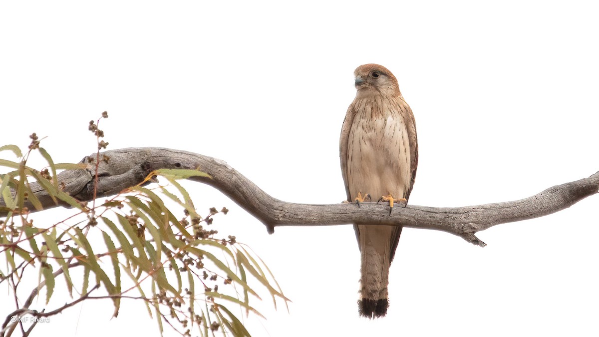 Nankeen Kestrel - ML647095565