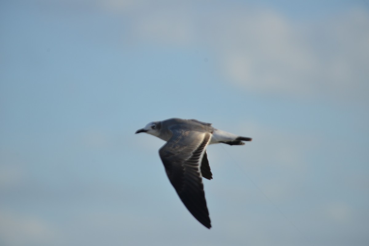 ワライカモメ - ML647095566