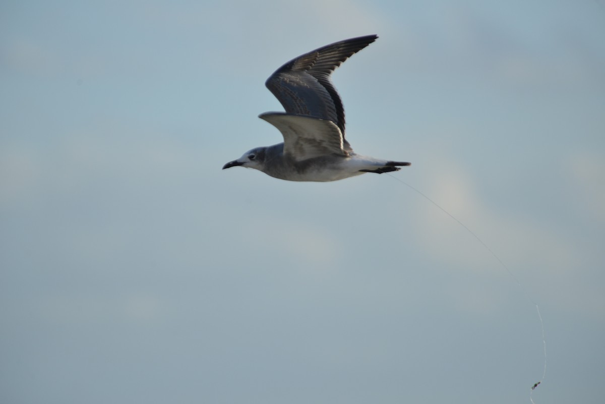 ワライカモメ - ML647095567