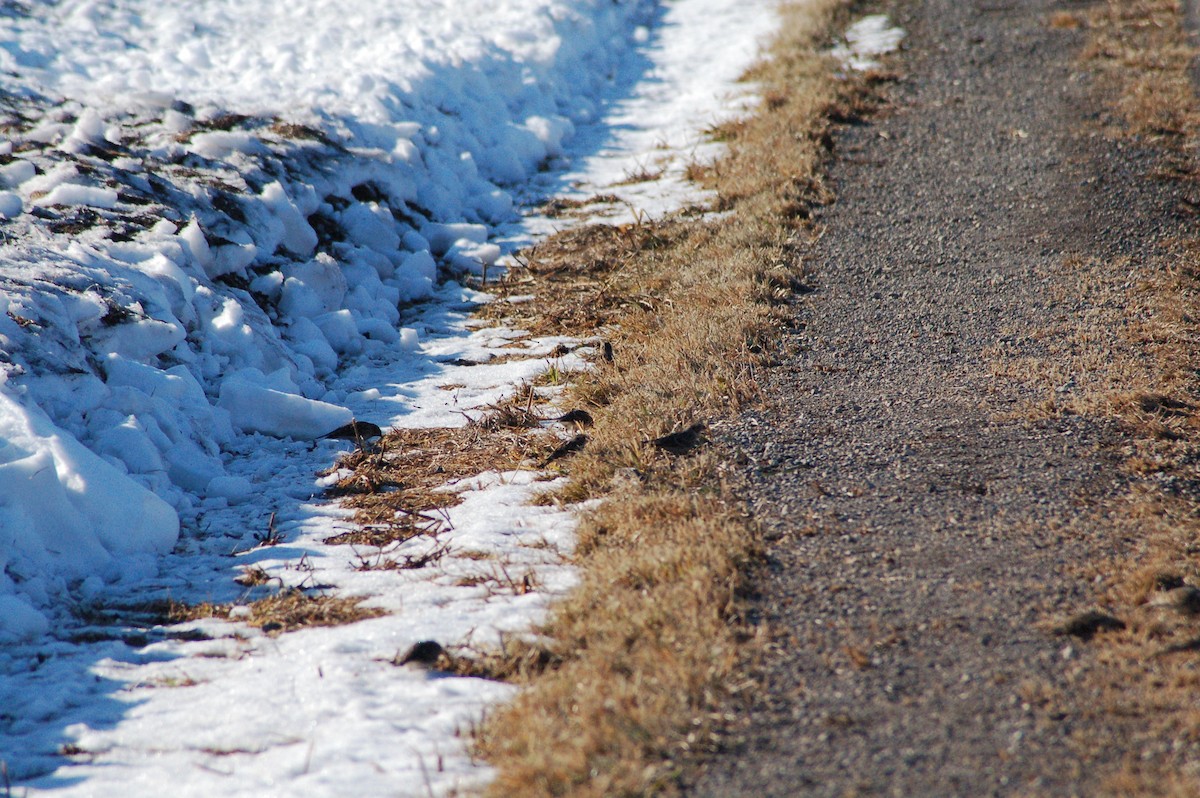 מין לא מוכר - ML647095590