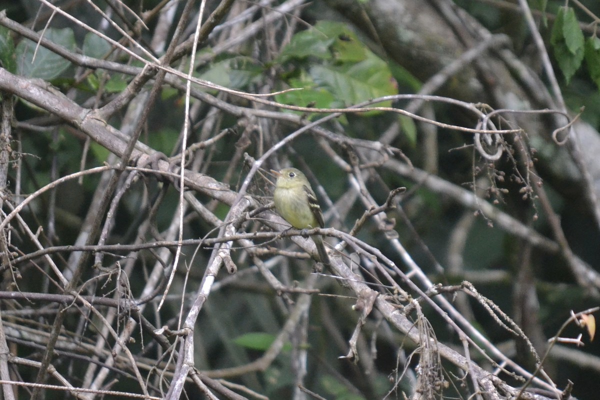 Yellow-bellied Flycatcher - ML647095593