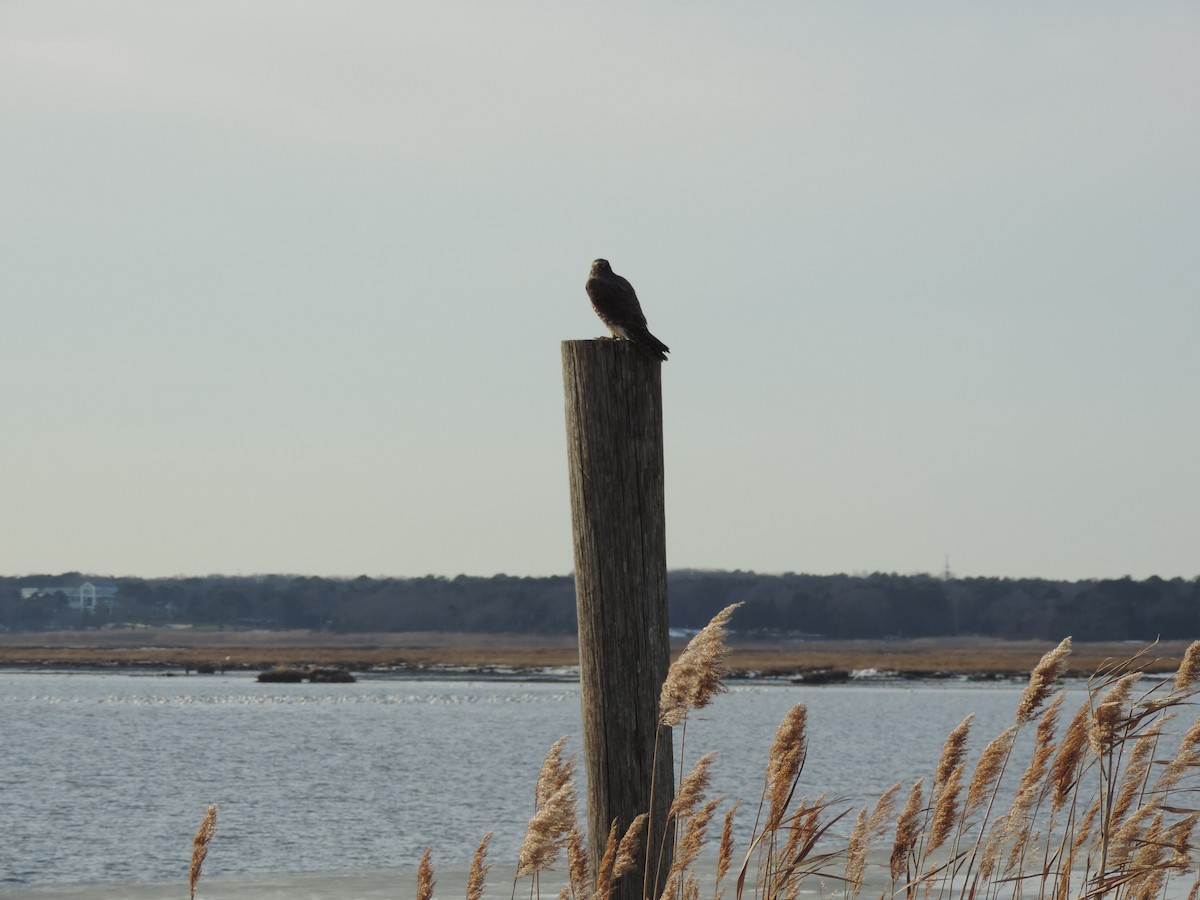 Peregrine Falcon - ML647095597