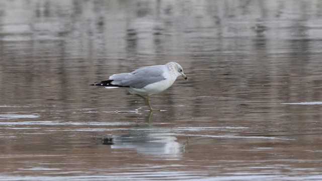 Delawareko kaioa - ML647095598