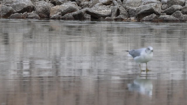 Ring-billed Gull - ML647095601