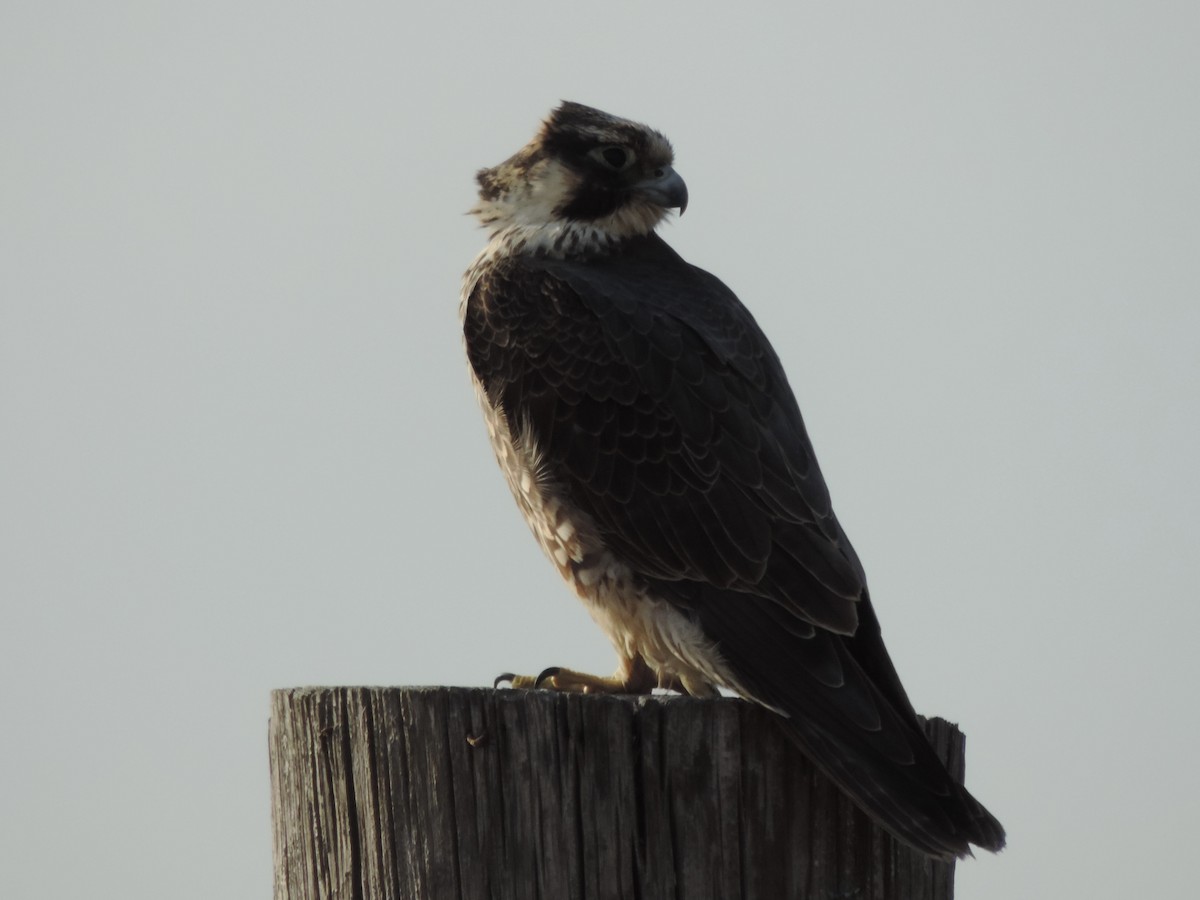 Peregrine Falcon - ML647095602