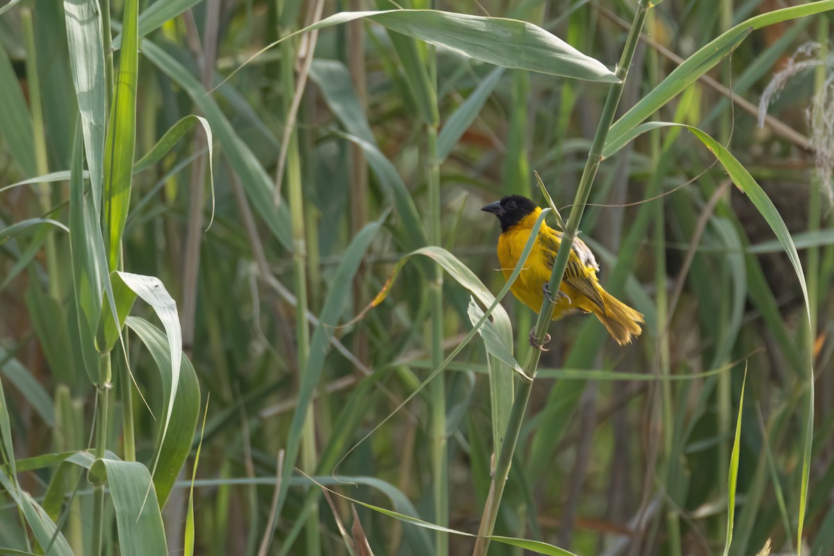 Black-headed Weaver - ML647095603