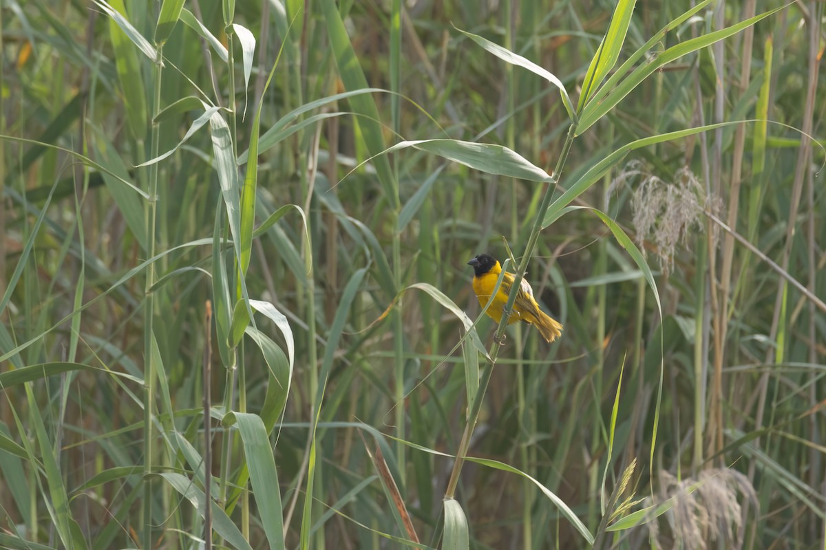 Black-headed Weaver - ML647095605