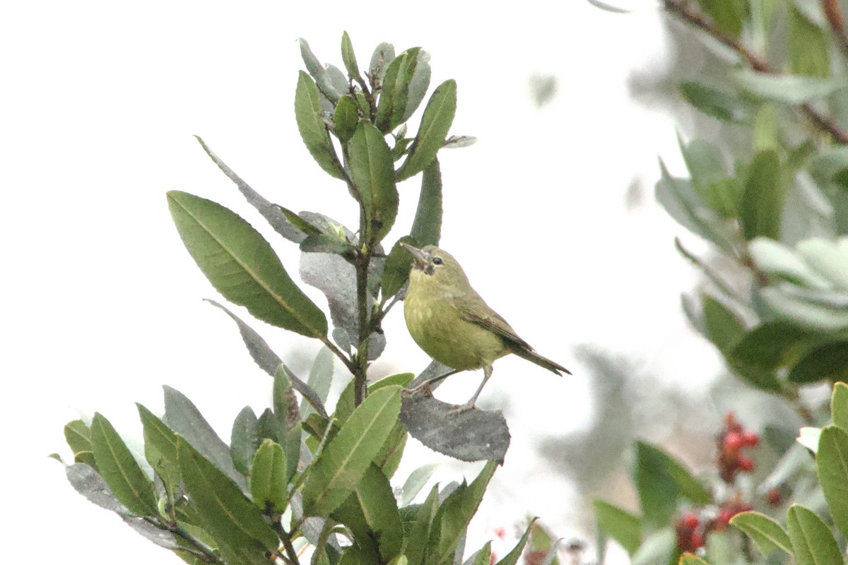 Orange-crowned Warbler - ML647095606