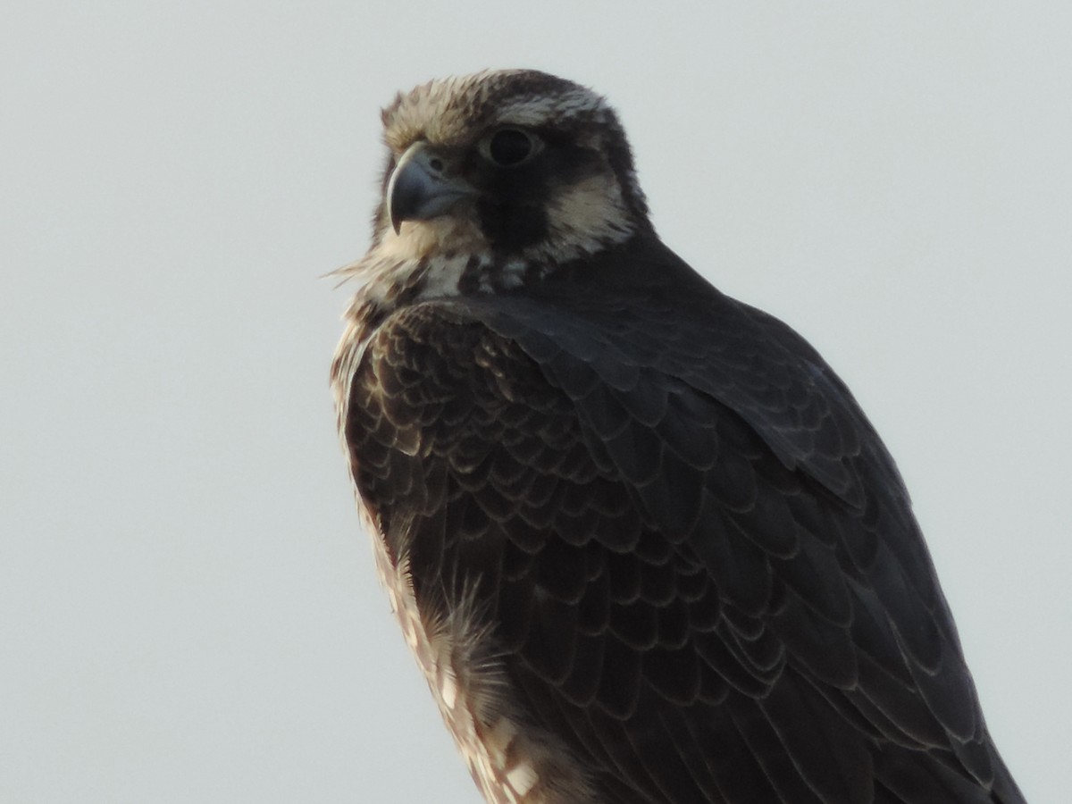 Peregrine Falcon - ML647095608
