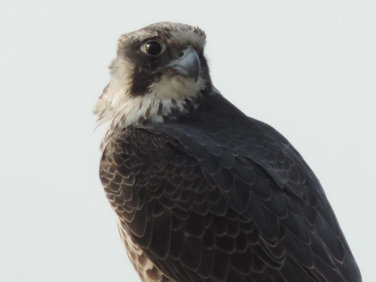 Peregrine Falcon - ML647095609