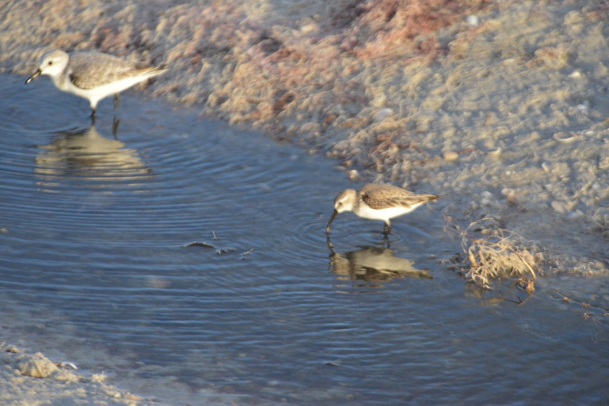Sanderling - ML647095620