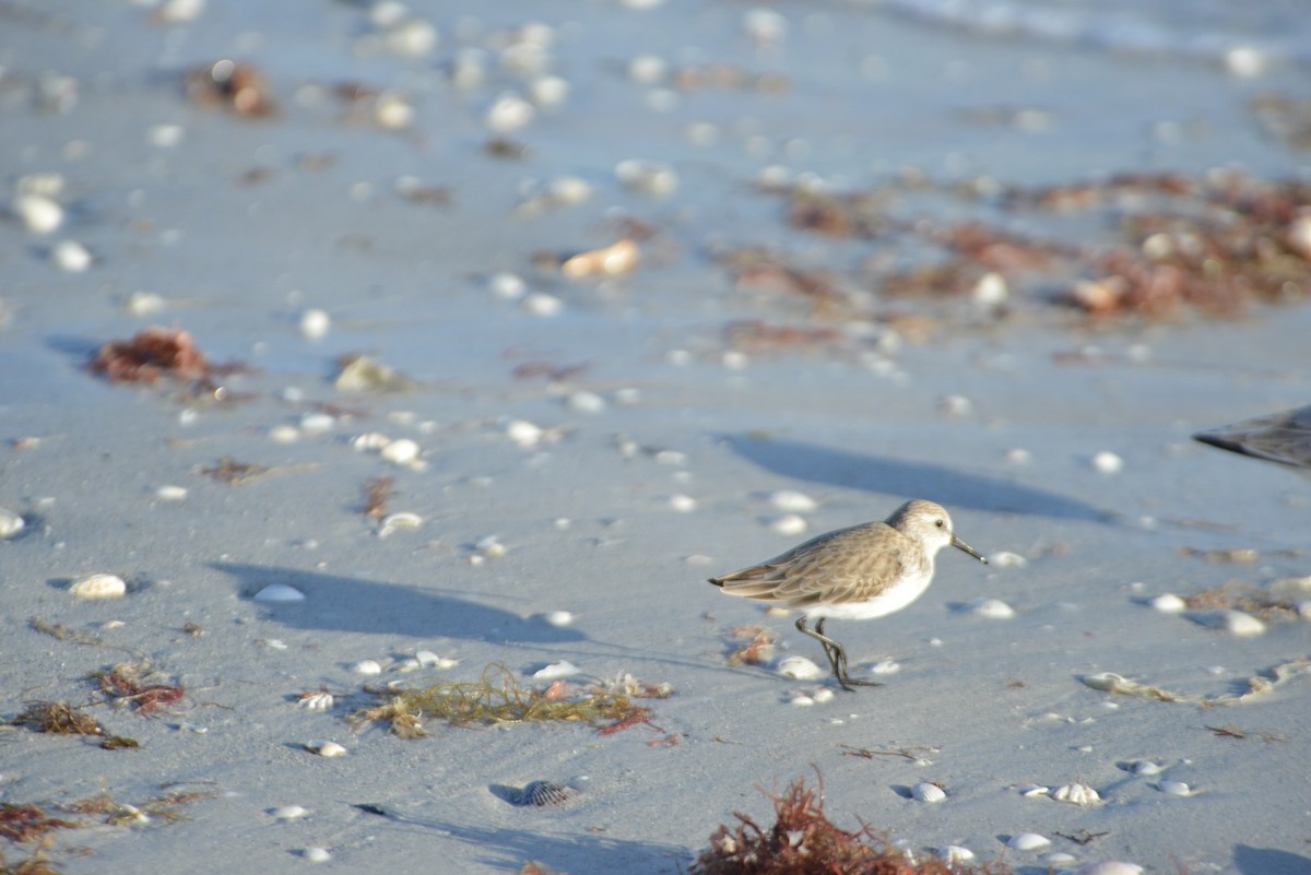 Побережник аляскинський - ML647095625