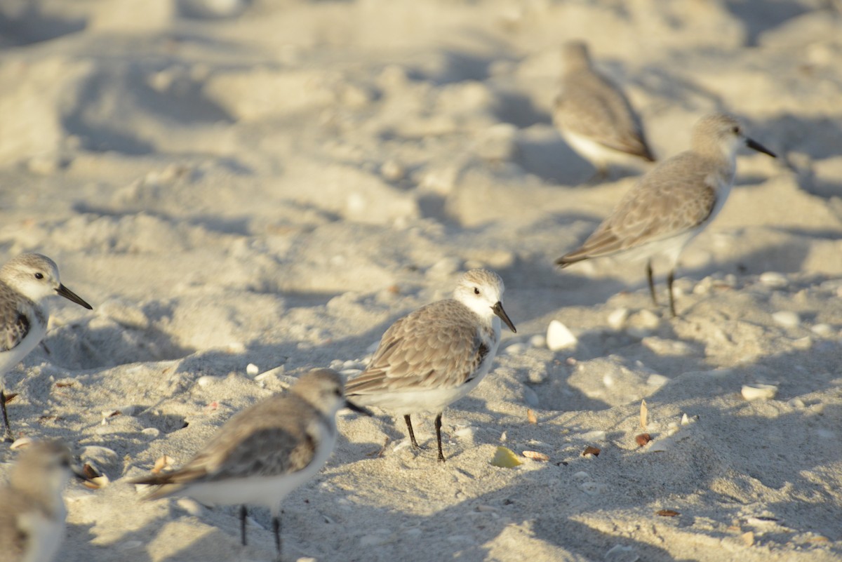 Sanderling - ML647095626