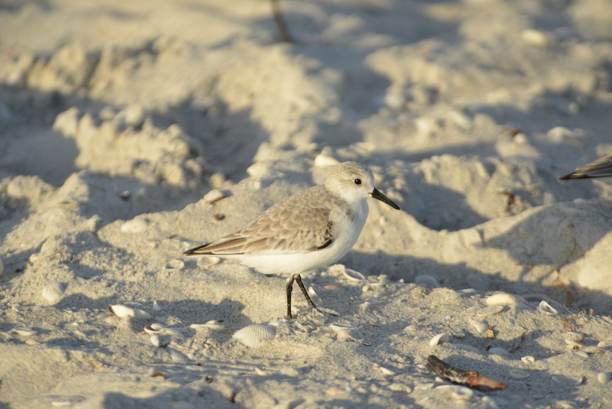 Sanderling - ML647095627