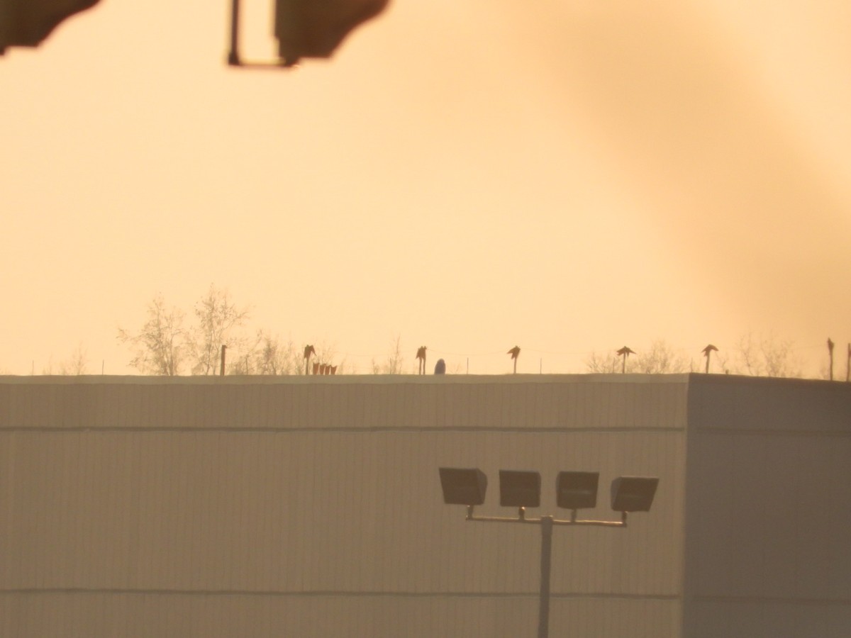 Snowy Owl - ML647095630