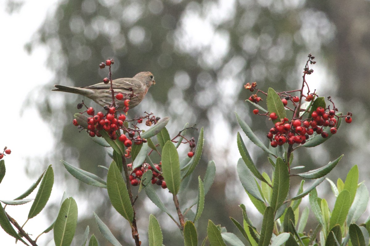 House Finch - ML647095631
