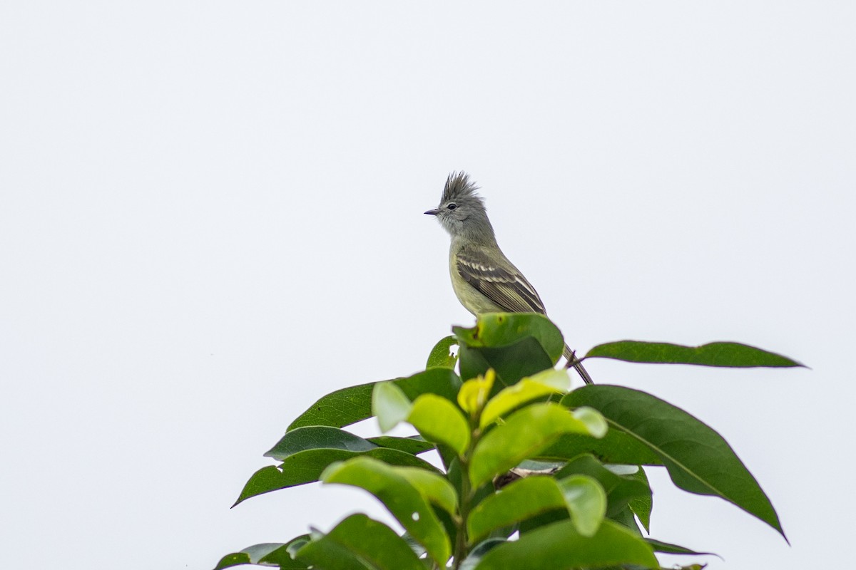 Желтобрюхая эления - ML647095640