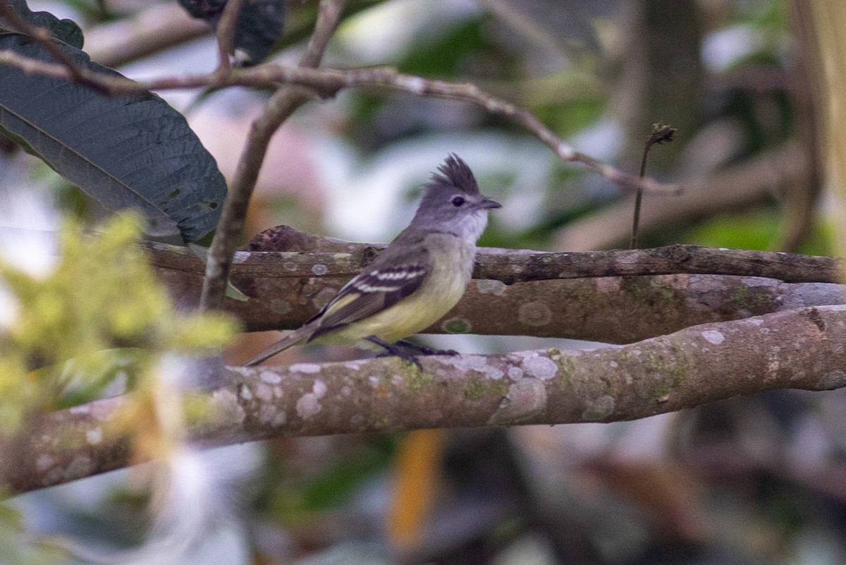 Желтобрюхая эления - ML647095641