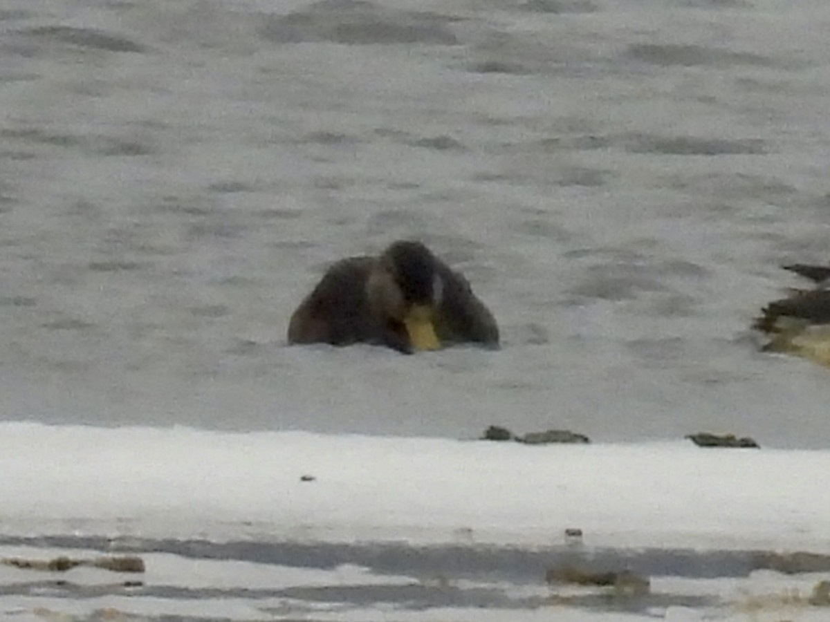 American Black Duck - ML647095651