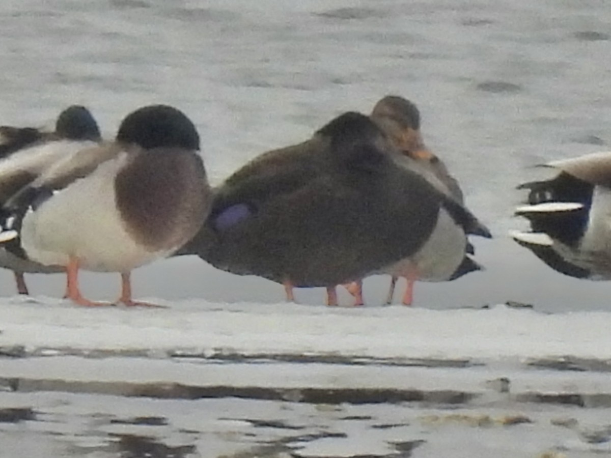 American Black Duck - ML647095652