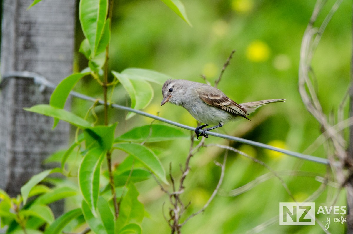 Southern Beardless-Tyrannulet - ML647095655