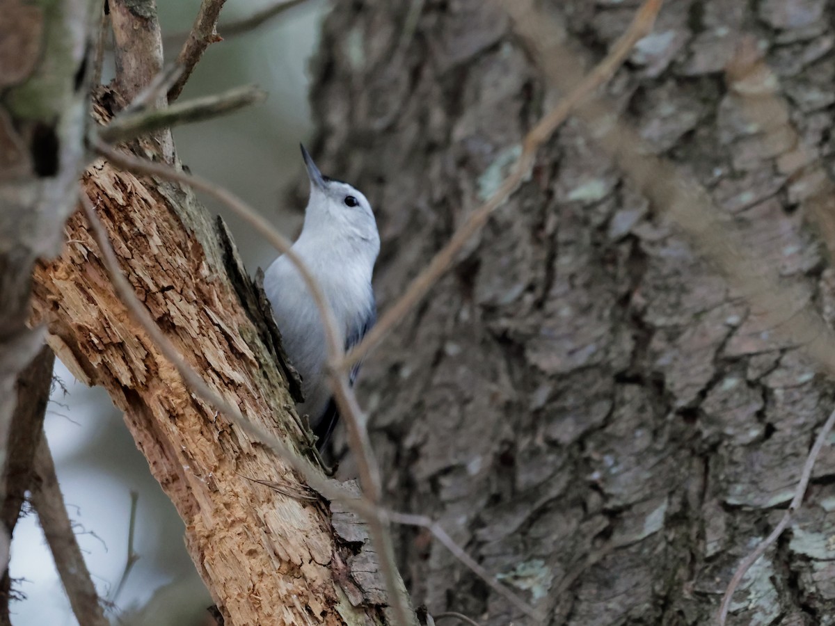 White-breasted Nuthatch - ML647095658
