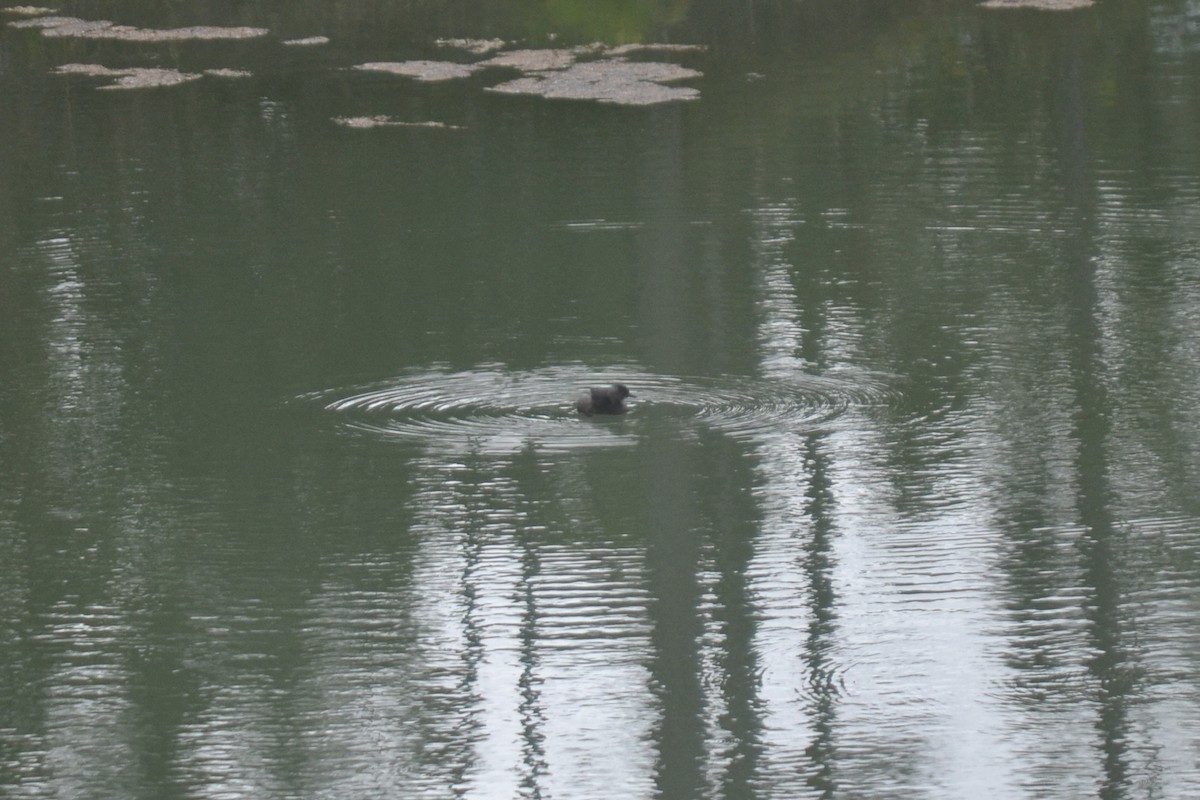 Least Grebe - ML647095663