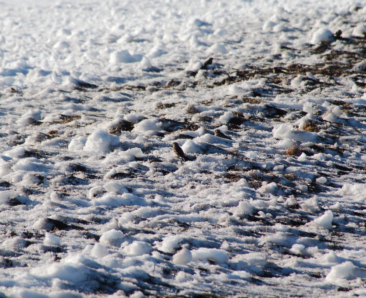 מין לא מוכר - ML647095676
