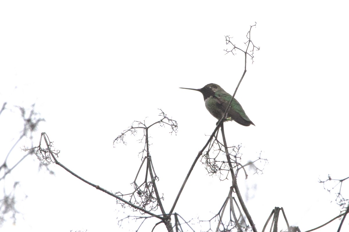 kalypta růžovohlavá - ML647095681