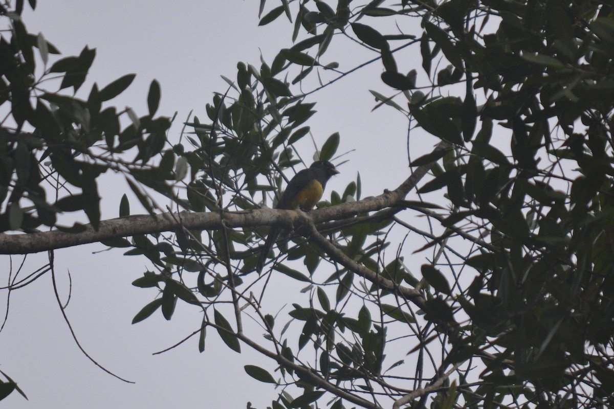 Gartered Violaceous Trogon - ML647095683