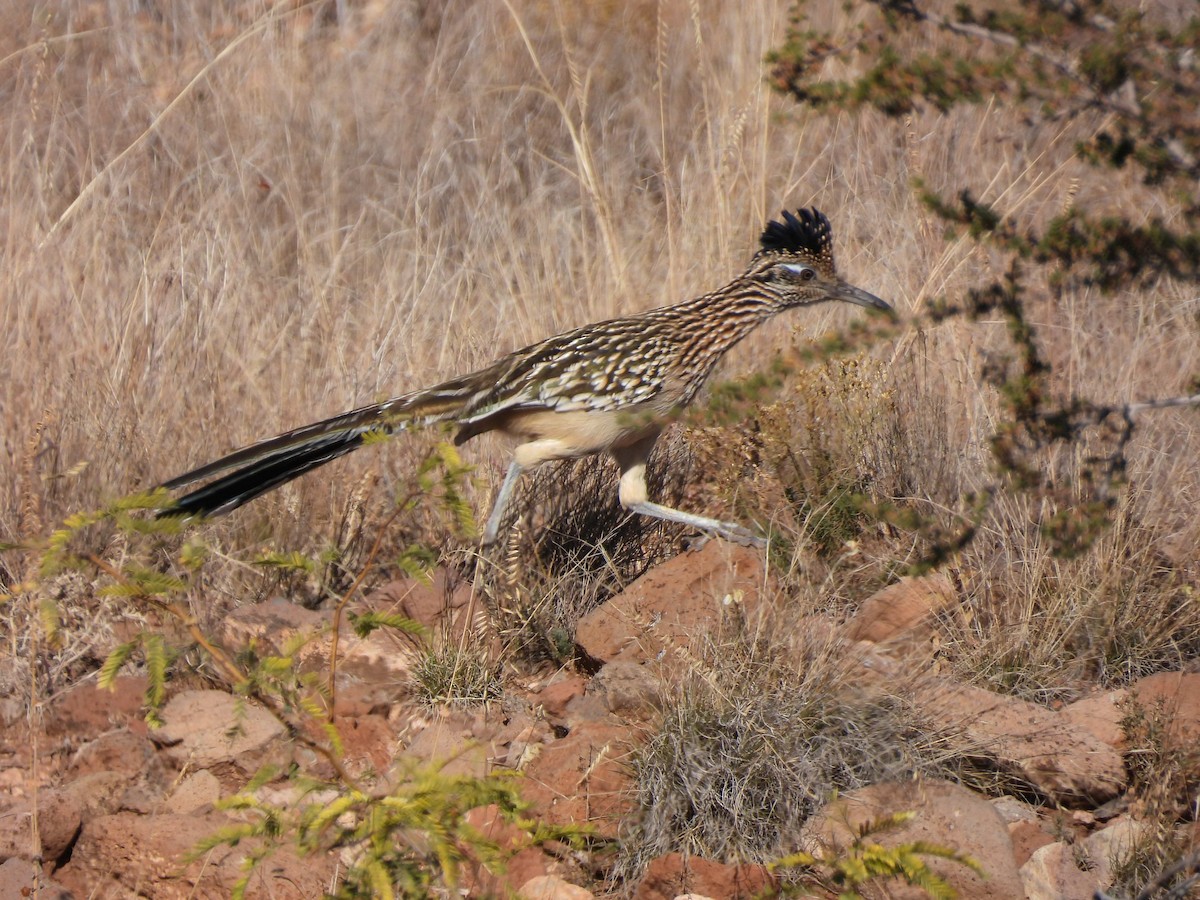 Greater Roadrunner - ML647095690