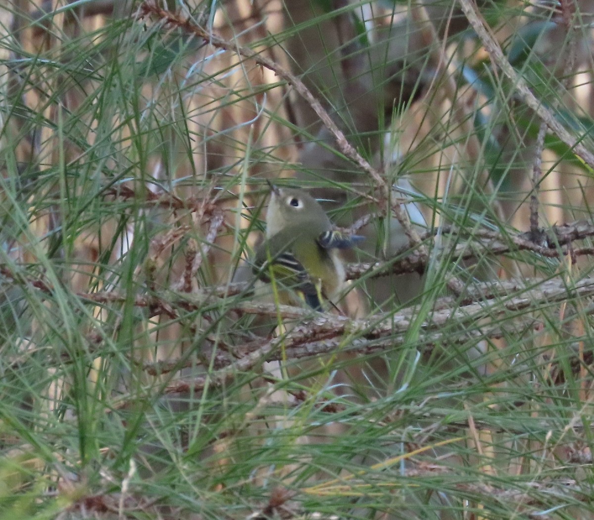 králíček americký - ML647095691