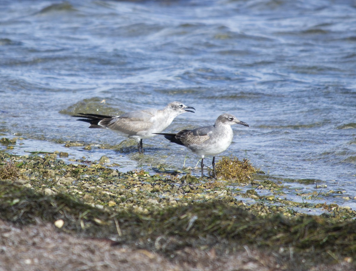 ワライカモメ - ML647095693