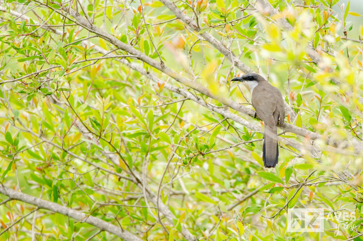 Галапагосская пиайя - ML647095695