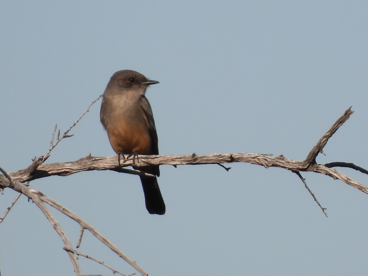 Say's Phoebe - ML647095696
