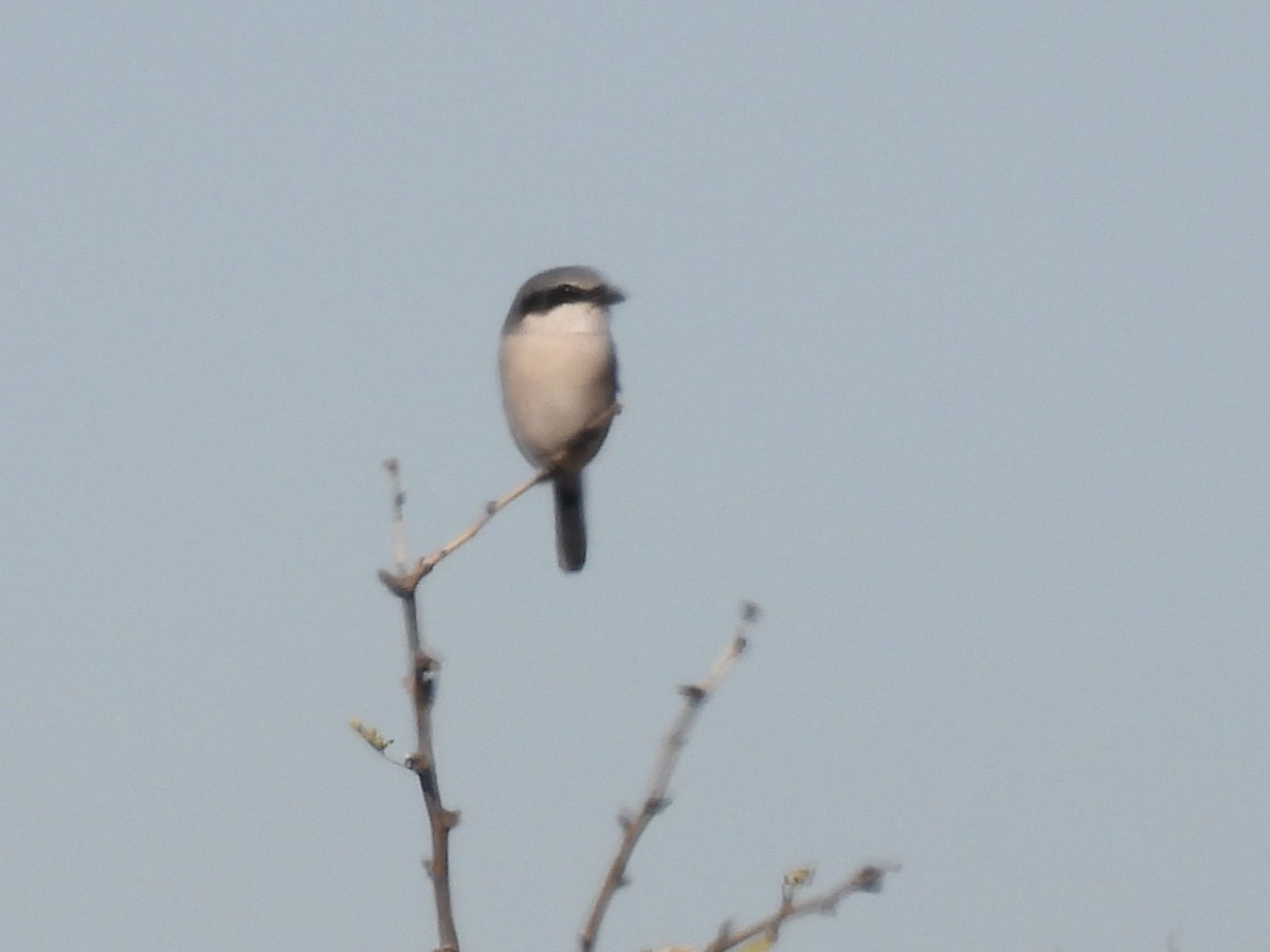 Loggerhead Shrike - ML647095701