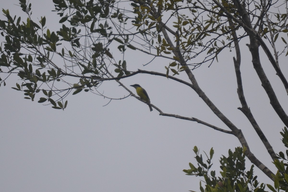 Boat-billed Flycatcher - ML647095708