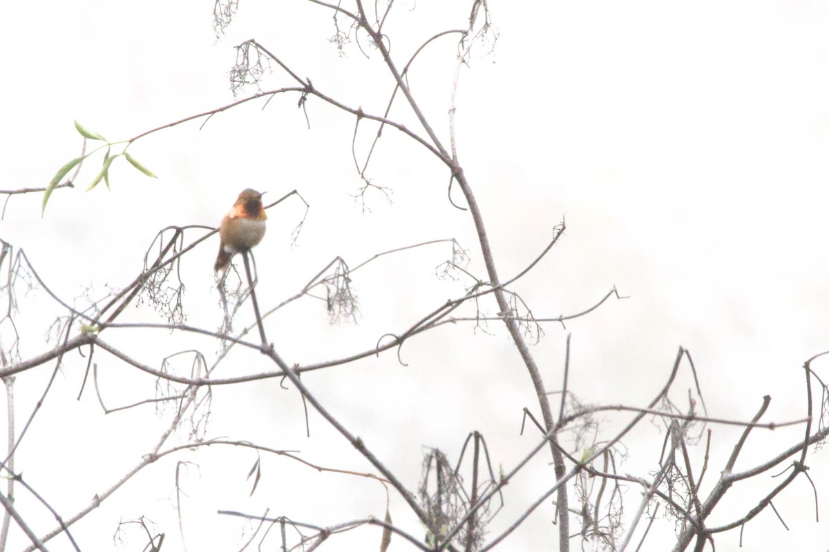 Allen's Hummingbird - ML647095719