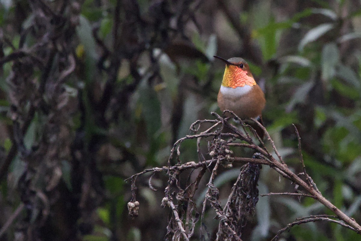 Allen's Hummingbird - ML647095720