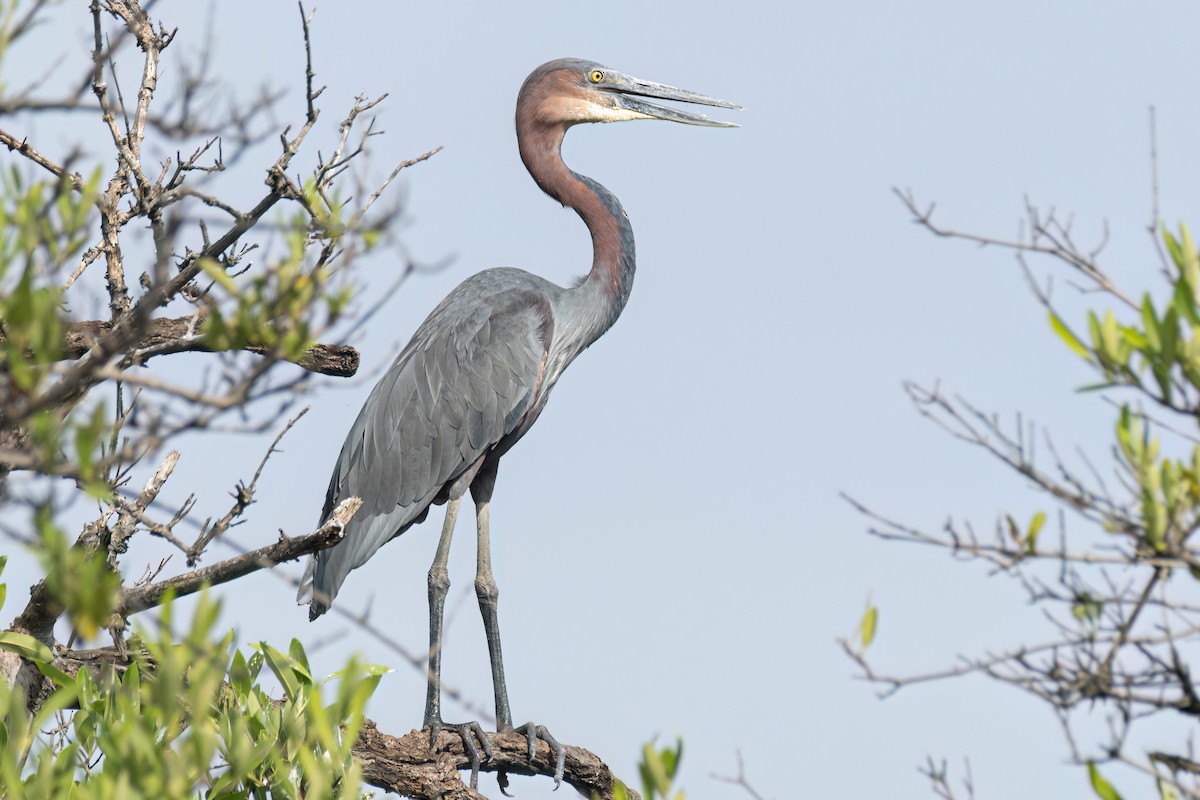 goliathegre - ML647095723