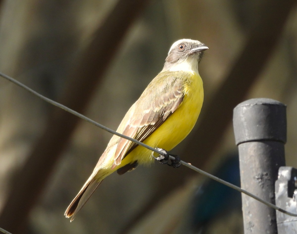 Social Flycatcher - ML647095724