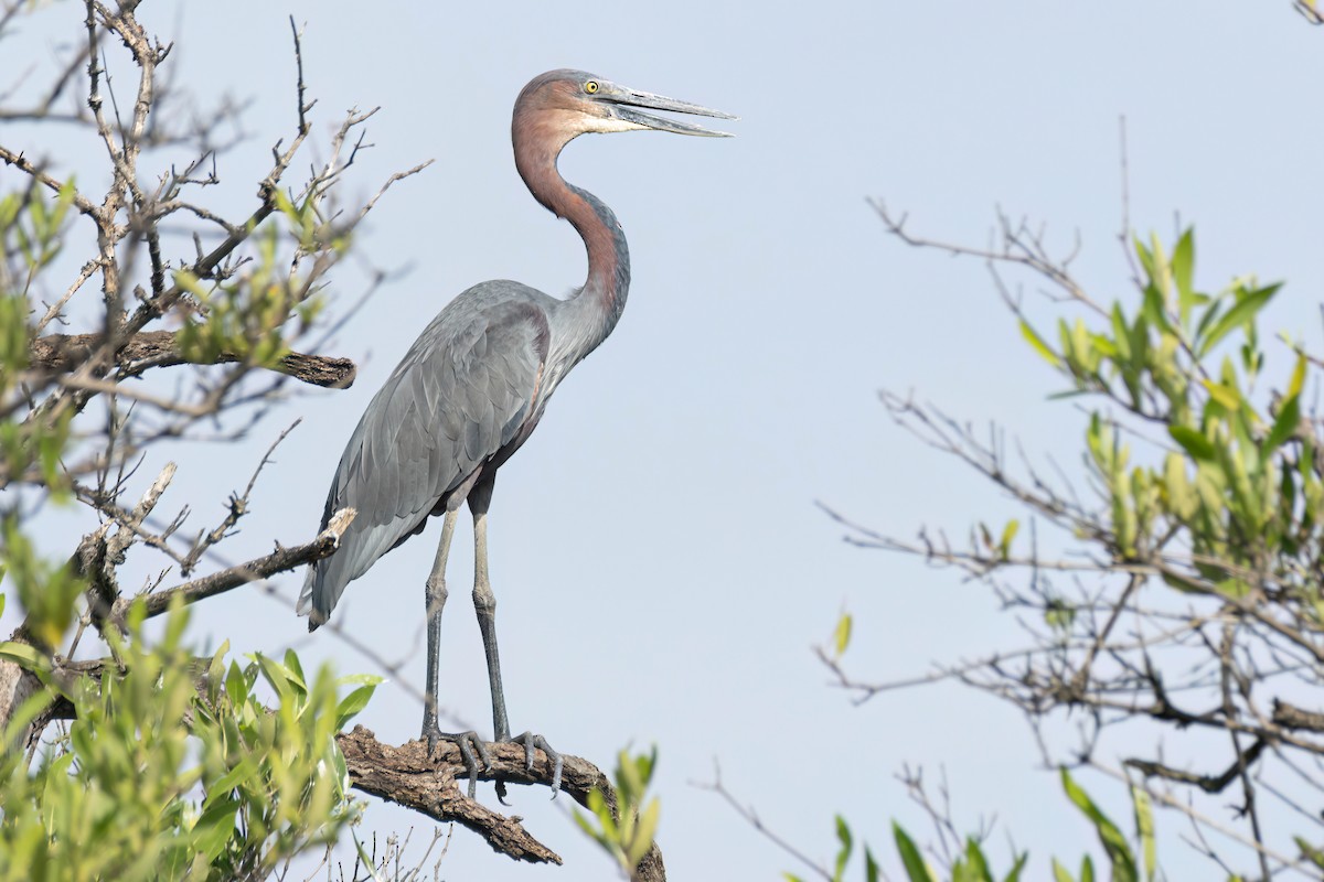 goliathegre - ML647095727