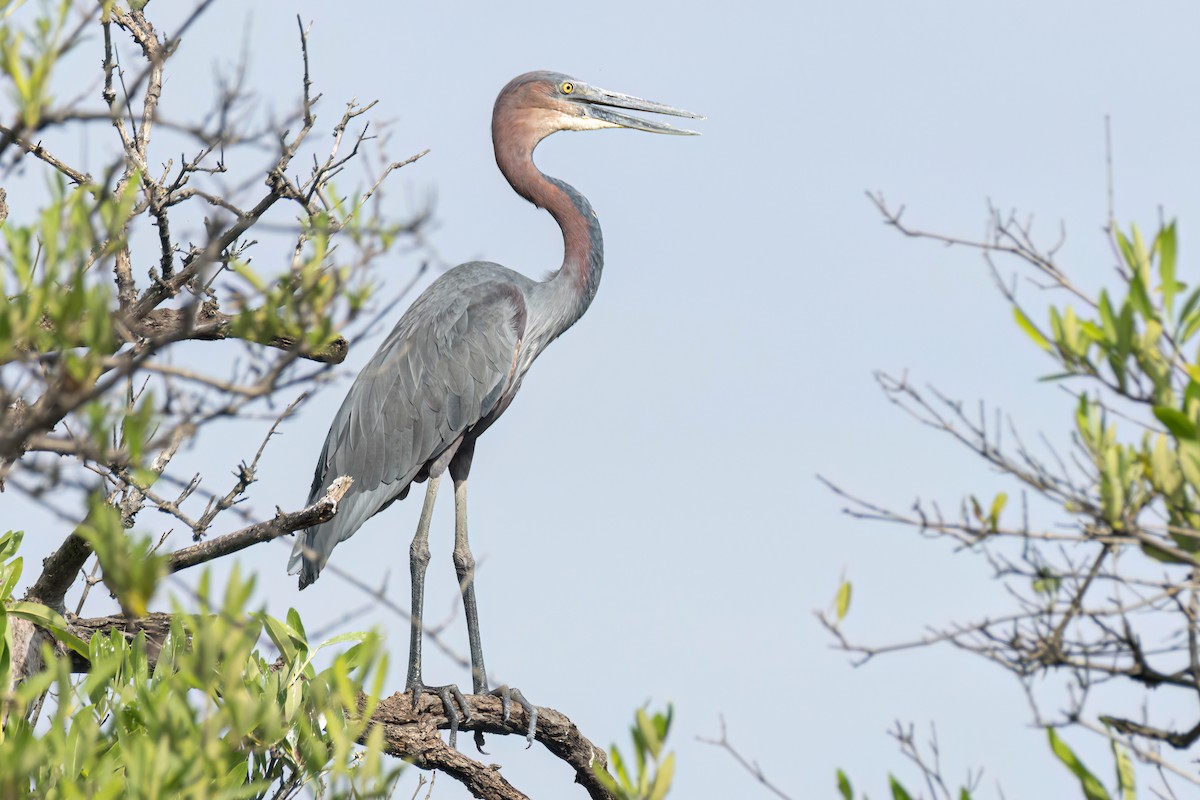 goliathegre - ML647095728