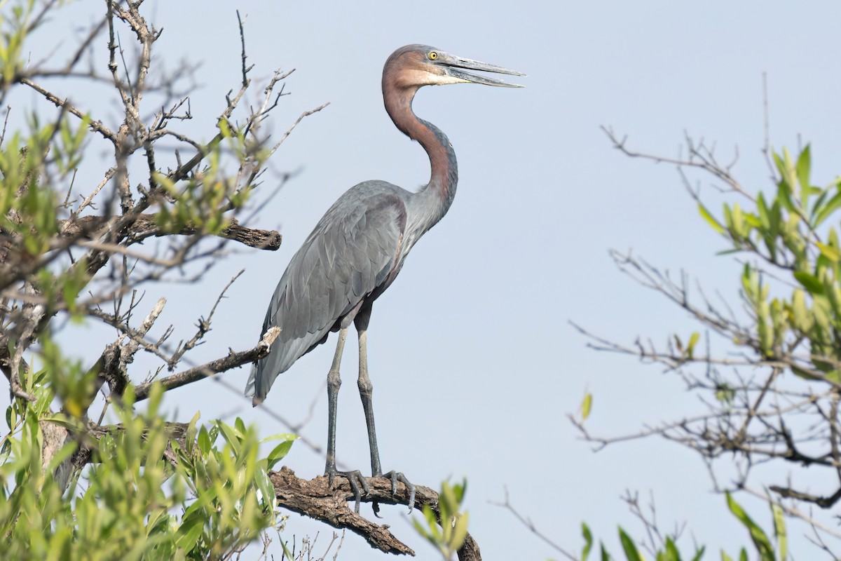 goliathegre - ML647095729